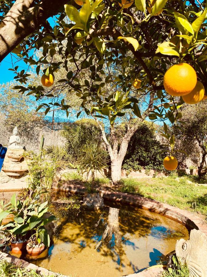 La Casita Del Cactus - Casa De Campo Con Piscina Alcalá de Guadaira Exteriér fotografie
